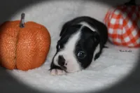 Ham, a male Boston Terrier for sale in Colorado Springs, CO – 6 of 7