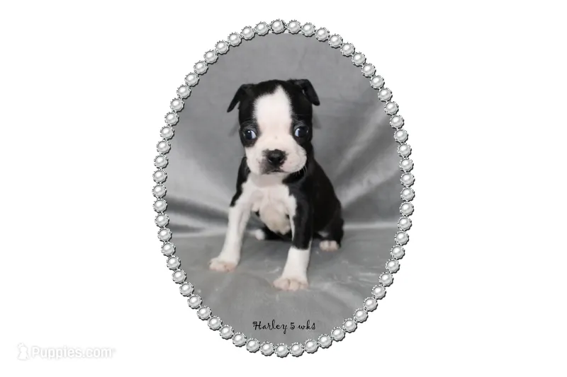 Harley – Boston Terrier puppy for sale in Colorado Springs, CO