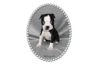 Harley, a female Boston Terrier for sale in Colorado Springs, CO – 1 of 9