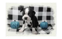 Hal, a male Boston Terrier for sale in Colorado Springs, CO – 6 of 10