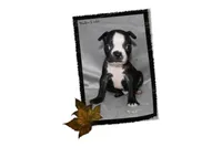 Haden, a male Boston Terrier for sale in Colorado Springs, CO – 4 of 8