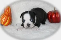Reba, a female Boston Terrier for sale in Colorado Springs, CO – 3 of 9