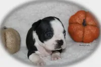 Harley, a female Boston Terrier for sale in Colorado Springs, CO – 8 of 9