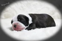 Laynee, a female Boston Terrier for sale in Colorado Springs, CO – 3 of 10