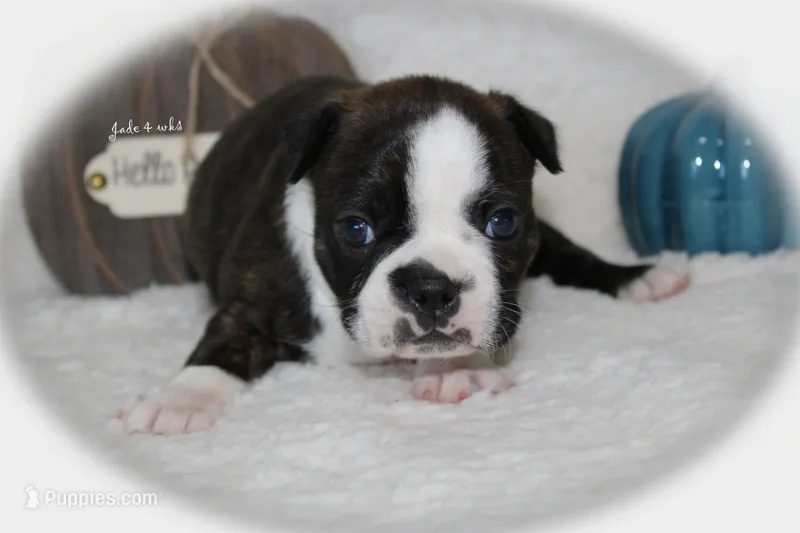 Jade – Boston Terrier puppy for sale in Colorado Springs, CO
