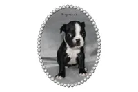Harper, a female Boston Terrier for sale in Colorado Springs, CO – 3 of 8