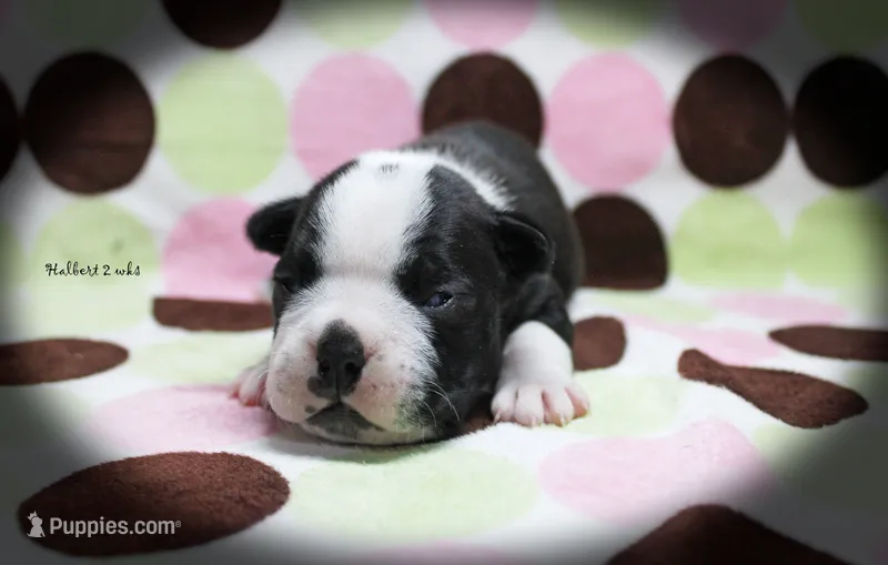 Halbert – Boston Terrier puppy for sale in Colorado Springs, CO