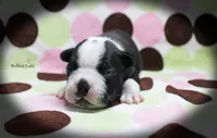 Halbert, a male Boston Terrier for sale in Colorado Springs, CO – 1 of 10