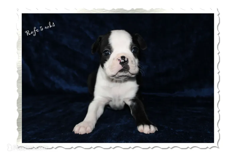 Rafe – Boston Terrier puppy for sale in Colorado Springs, CO