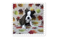 Hackett, a male Boston Terrier for sale in Colorado Springs, CO – 4 of 10