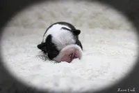Lane, a male Boston Terrier for sale in Colorado Springs, CO – 9 of 10
