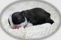 Halee, a female Boston Terrier for sale in Colorado Springs, CO – 4 of 10