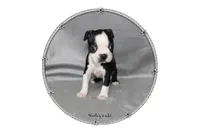 Harley, a female Boston Terrier for sale in Colorado Springs, CO – 3 of 9