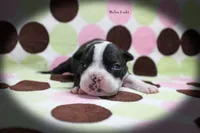 Halee, a female Boston Terrier for sale in Colorado Springs, CO – 5 of 10