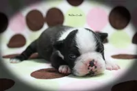 Halton, a male Boston Terrier for sale in Colorado Springs, CO – 6 of 10