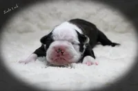 Lado, a male Boston Terrier for sale in Colorado Springs, CO – 6 of 10
