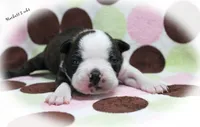 Hackett, a male Boston Terrier for sale in Colorado Springs, CO – 3 of 10