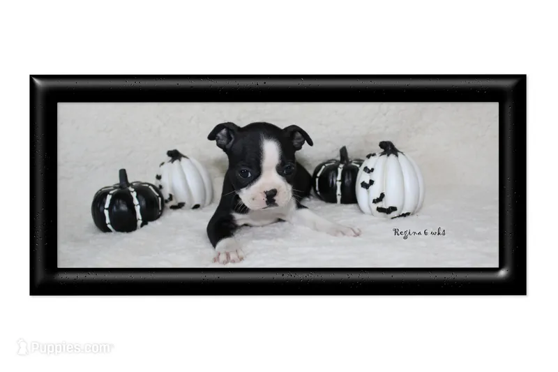 Regina – Boston Terrier puppy for sale in Colorado Springs, CO