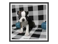 Hackett, a male Boston Terrier for sale in Colorado Springs, CO – 6 of 10