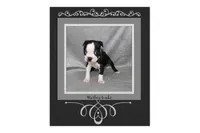 Harley, a female Boston Terrier for sale in Colorado Springs, CO – 2 of 9