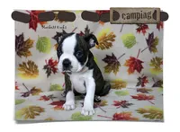 Hackett, a male Boston Terrier for sale in Colorado Springs, CO – 3 of 10