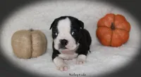 Harley, a female Boston Terrier for sale in Colorado Springs, CO – 4 of 9