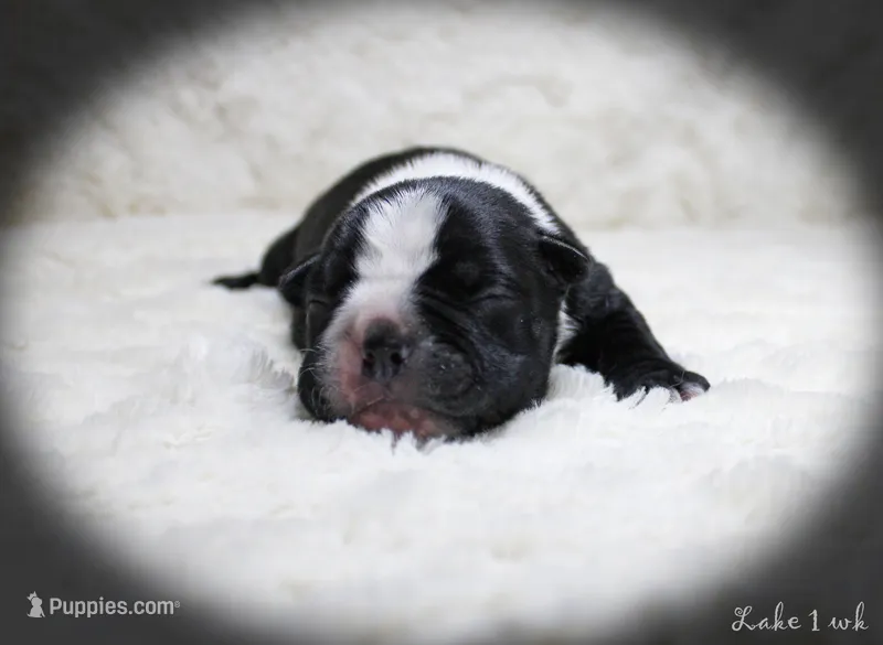 Lake – Boston Terrier puppy for sale in Colorado Springs, CO