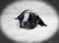 Lake, a male Boston Terrier for sale in Colorado Springs, CO – 1 of 10
