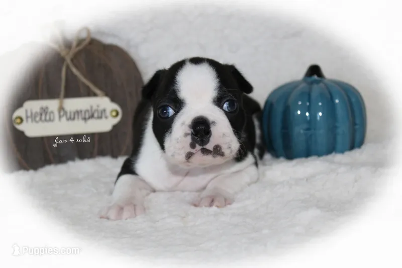 Jan – Boston Terrier puppy for sale in Colorado Springs, CO