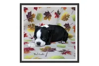 Hal, a male Boston Terrier for sale in Colorado Springs, CO – 2 of 10