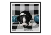 Hal, a male Boston Terrier for sale in Colorado Springs, CO – 7 of 10
