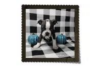Halbert, a male Boston Terrier for sale in Colorado Springs, CO – 6 of 10