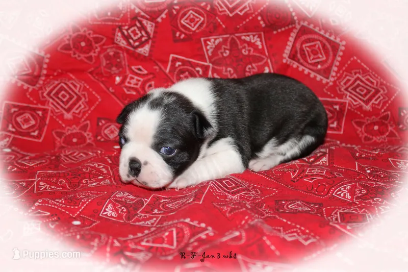Jan – Boston Terrier puppy for sale in Colorado Springs, CO