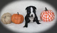 Harper, a female Boston Terrier for sale in Colorado Springs, CO – 5 of 8