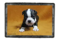 Layne, a female Boston Terrier for sale in Colorado Springs, CO – 4 of 10