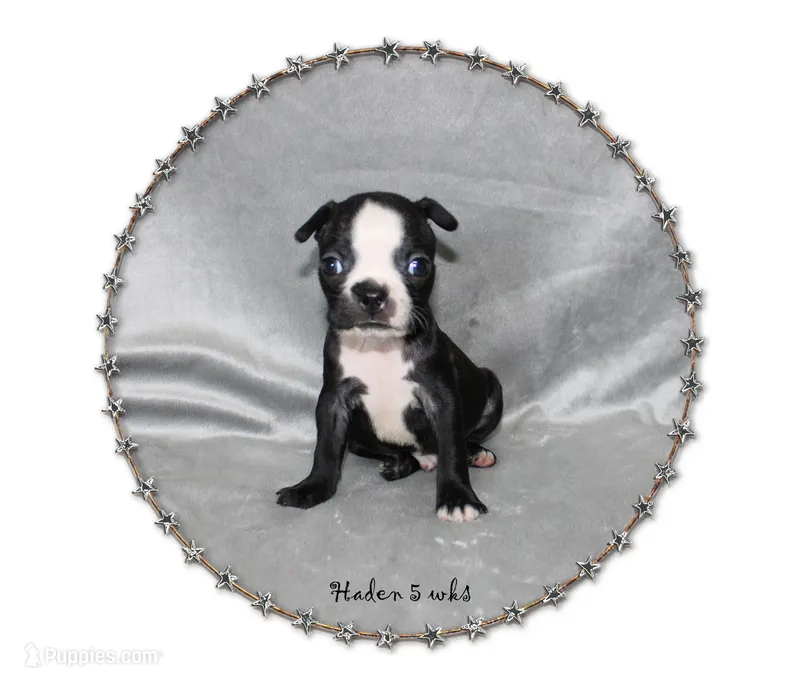 Haden – Boston Terrier puppy for sale in Colorado Springs, CO