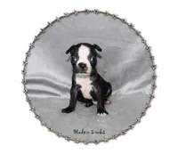 Haden, a male Boston Terrier for sale in Colorado Springs, CO – 1 of 8