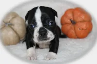 Hank, a male Boston Terrier for sale in Colorado Springs, CO – 6 of 7