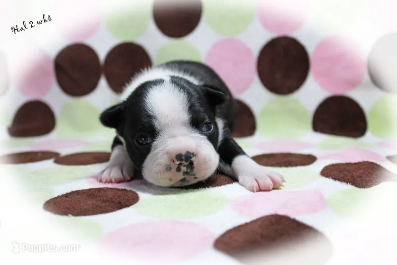 Hal – Boston Terrier puppy for sale in Colorado Springs, CO