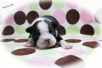 Hal, a male Boston Terrier for sale in Colorado Springs, CO – 1 of 10