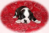 Jace, a male Boston Terrier for sale in Colorado Springs, CO – 3 of 6