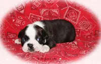 Jace, a male Boston Terrier for sale in Colorado Springs, CO – 1 of 6