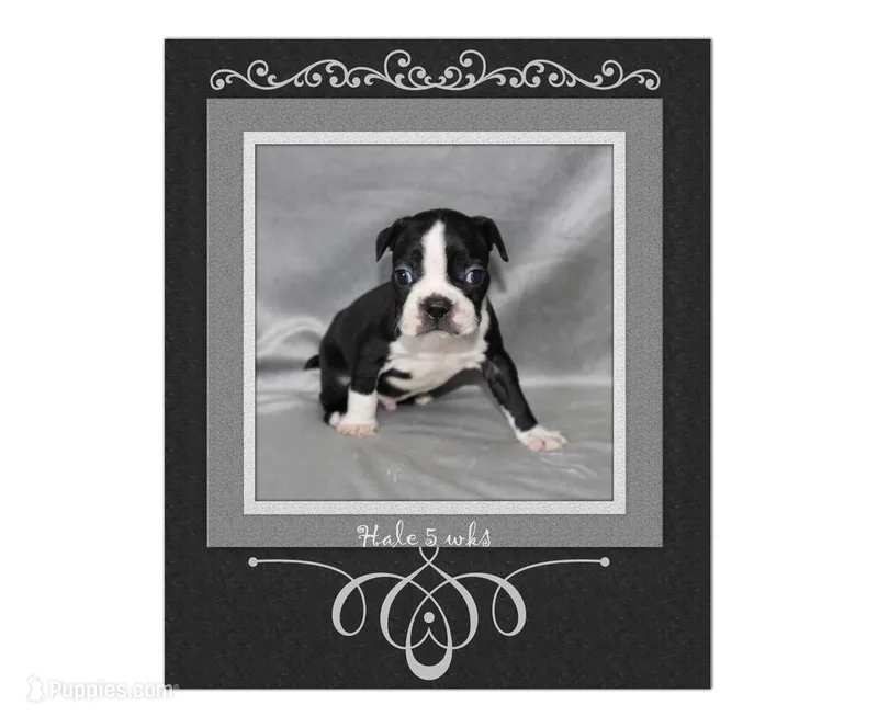 Hale – Boston Terrier puppy for sale in Colorado Springs, CO