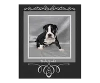 Hale, a male Boston Terrier for sale in Colorado Springs, CO – 1 of 8