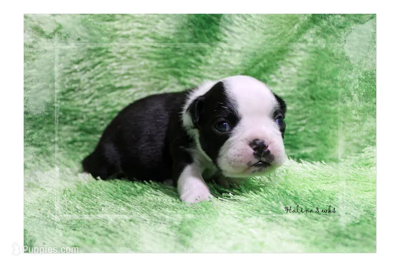 Halina – Boston Terrier puppy for sale in Colorado Springs, CO
