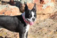 Lado, a male Boston Terrier for sale in Colorado Springs, CO – 8 of 10