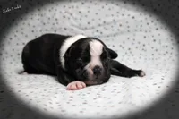 Lake, a male Boston Terrier for sale in Colorado Springs, CO – 2 of 10