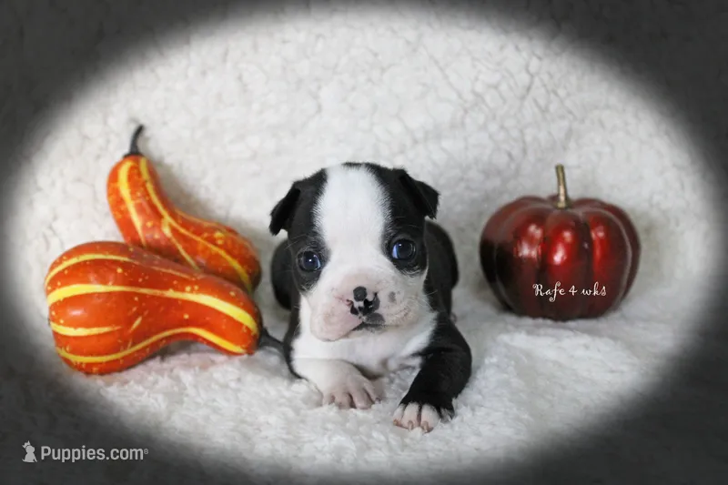 Rafe – Boston Terrier puppy for sale in Colorado Springs, CO