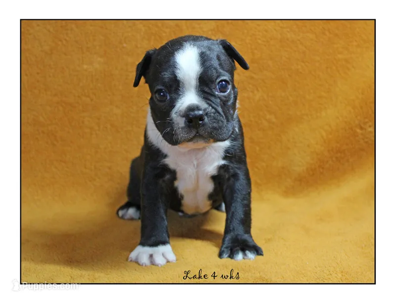 Lake – Boston Terrier puppy for sale in Colorado Springs, CO