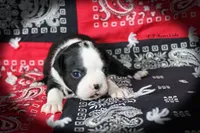 Ravon, a female Boston Terrier for sale in Colorado Springs, CO – 3 of 6